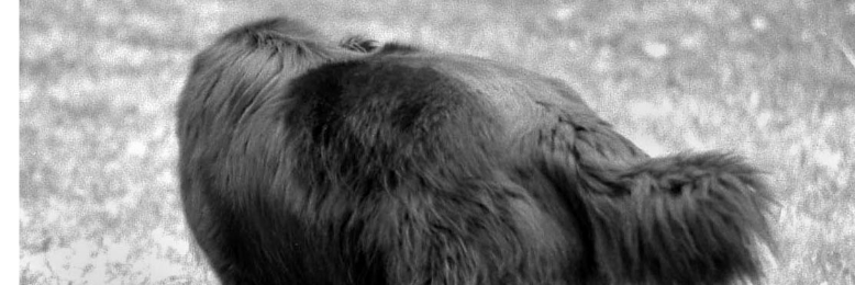 Cover image for post My Dog Darl, by LEHertel