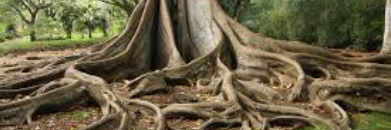 Cover image for post Roots, by sandflea68