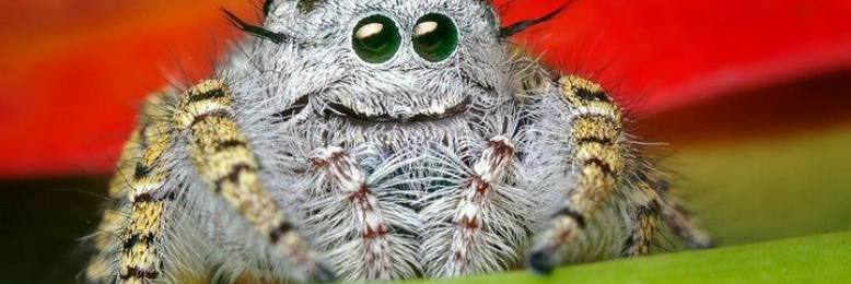 Cover image for post Catching Wings, by CYS_Correia