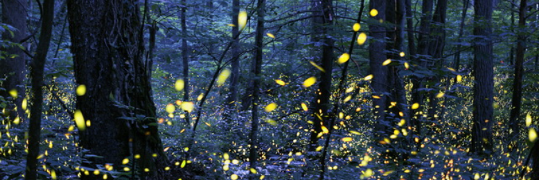 Cover image for post Fireflies?, by lostAlice