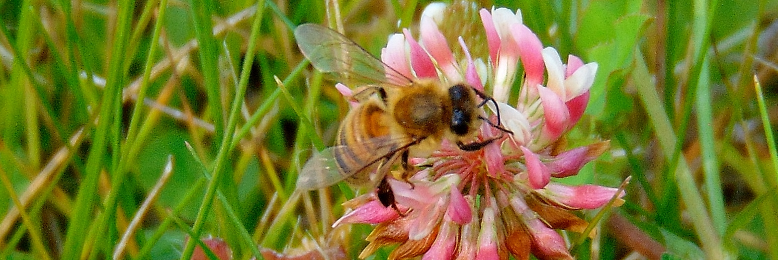 Cover image for post A Worker Bee, by Skyriter1