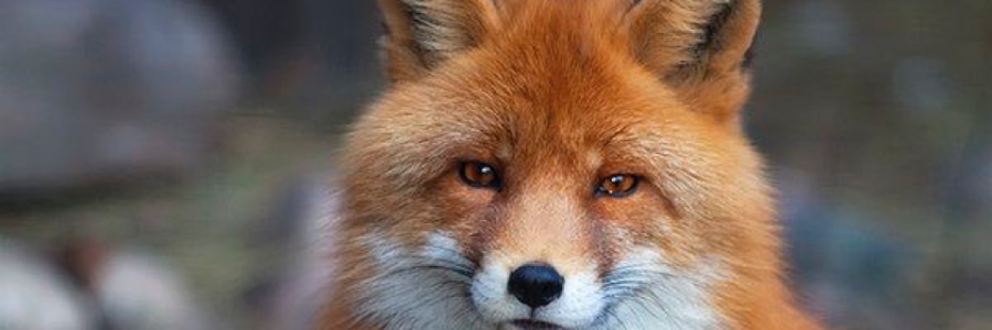 Cover image for post Vixen, by Vyxyn