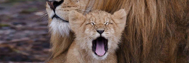 Cover image for post To be or not to be, by Gehenna