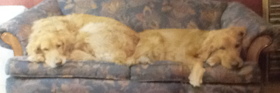 Cover image for post For Zeppelin, by SarahRose