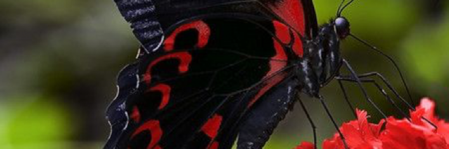 Cover image for post Butterfly, by kitkat