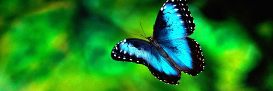 Cover image for post Butterfly Cry, Butterfly Die, by YAngeL