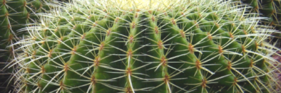 Cover image for post Lonely Cactus, by paperadventure