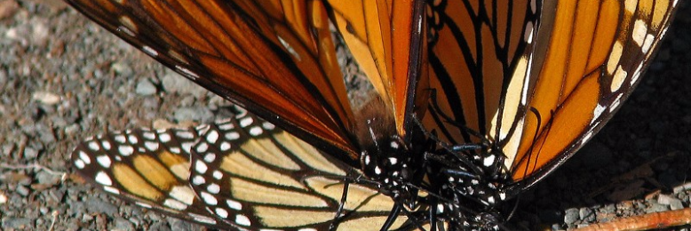 Cover image for post The passion of butterflies, by anna_now