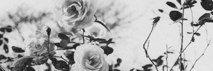 Cover image for post Roses Without Thorns, by david_speer