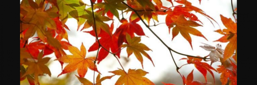 Cover image for post Fall, by EM