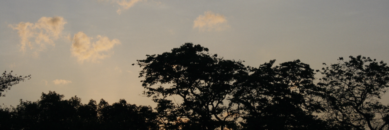 Cover image for post immune, by lumalaya