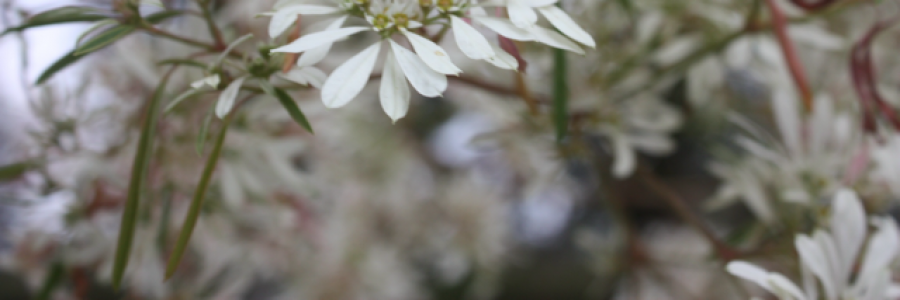 Cover image for post melting chocolate, by mis_amethyst