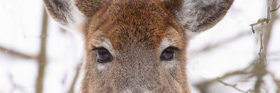 Cover image for post Definitely a Doe, by AmandaCary