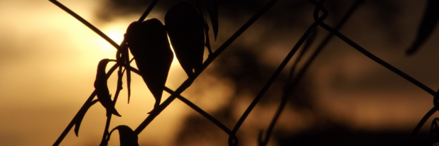 Cover image for post inborn, by mis_amethyst