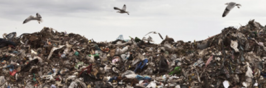 Cover image for post Beauty & the Waste, by ZCarpediem