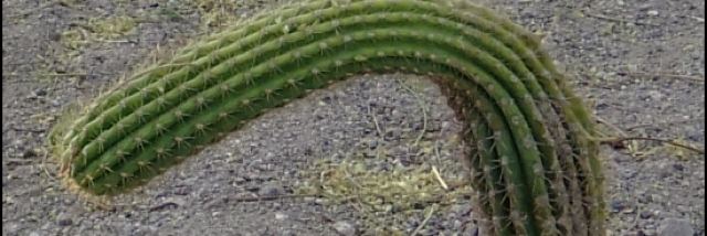 Cover image for post Go See Alice!, by Anitarosner