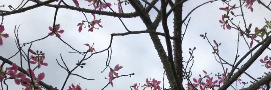 Cover image for post Blush and Thorns, by RKW