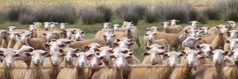 Cover image for post Herd, by nfaulk6