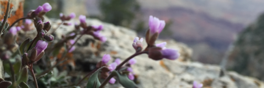 Cover image for post The vivid eyes of the hidden self, by Manymountains