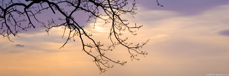 Cover image for post The end of her branch, by James