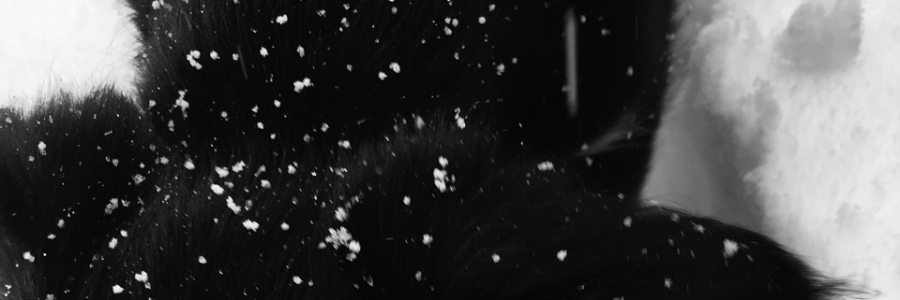 Cover image for post Philosophical Draft, by ALifeWitArt