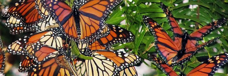 Cover image for post An Ordained Life, by ZiggyMama