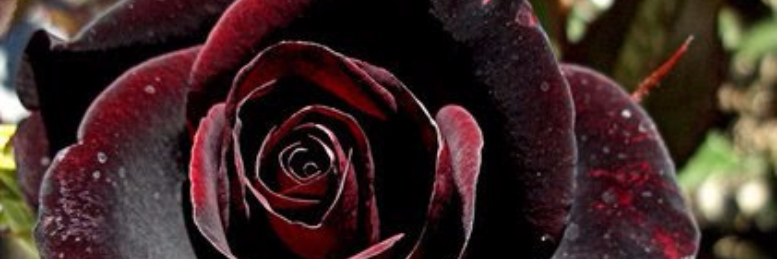 Cover image for post If, by rosepress