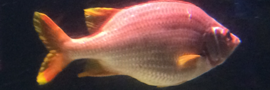 Cover image for post Big Sky Country, by Brewce11