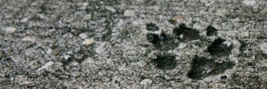 Cover image for post Loose Leash, by AmandaCary