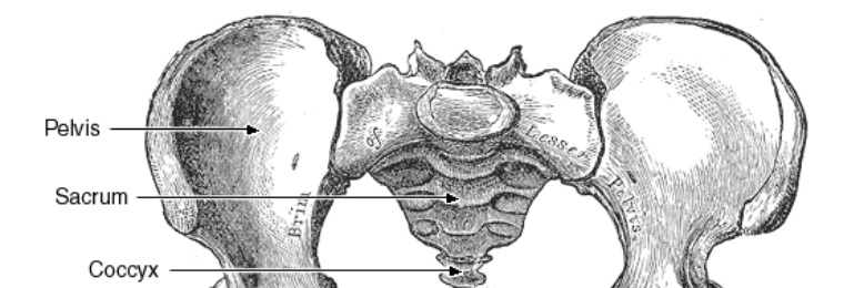 Cover image for post Dear Hipbones,, by nfaulk6