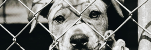 Cover image for post Resentment of the poor creature..., by Mrcrux