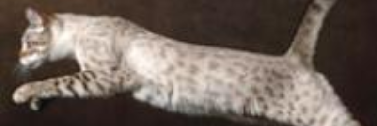 Cover image for post "To whom it may concern,, by NanetteHoto