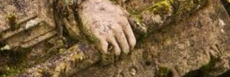 Cover image for post Roots, by sandflea68