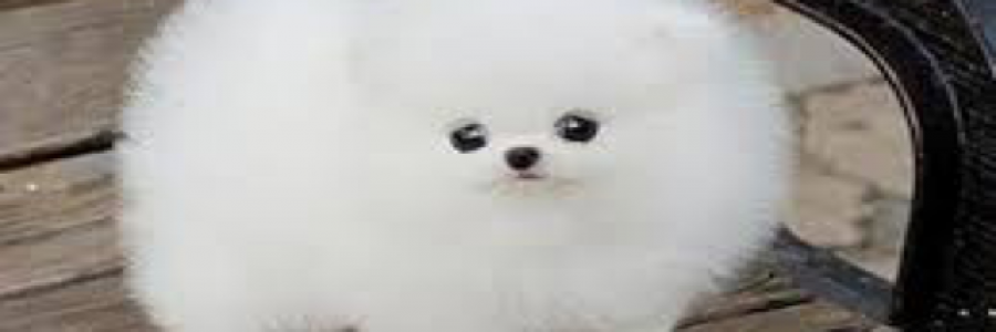 Cover image for post Fluffy Off the Chain, by MilesNowhere