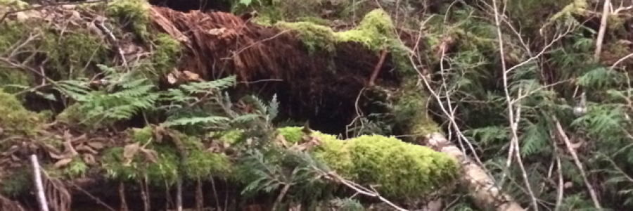 Cover image for post In Search of a Gentle Battering Ram., by lillith665