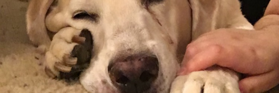 Cover image for post On Bad Days, I Remember You, by ggravendust