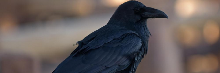 Cover image for post Jealousy's Revenge; For Poe Fans, by ES_Danon