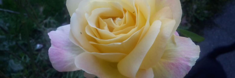 Cover image for post The Rose (commission piece - title not fixed), by RowRow1990