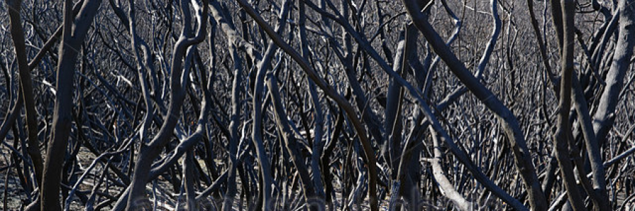 Cover image for post Sister I, by raininspace