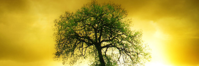 Cover image for post Striving Upwards, by chimera