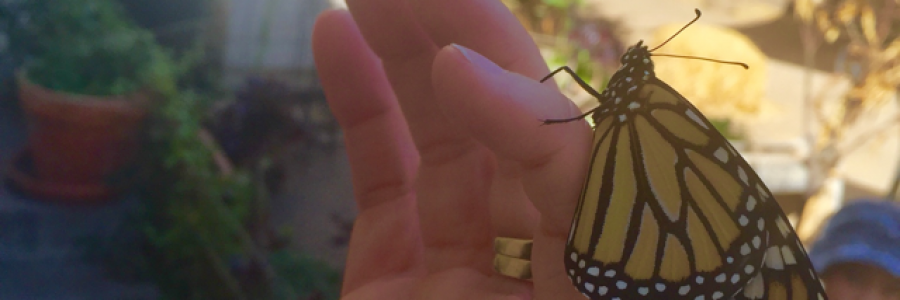 Cover image for post Stories, by helgaroeconklin