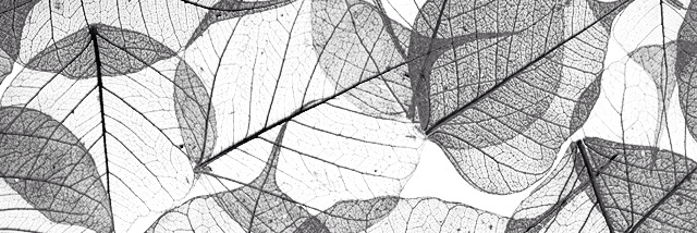 Cover image for post Diana, by big_bad_crybaby