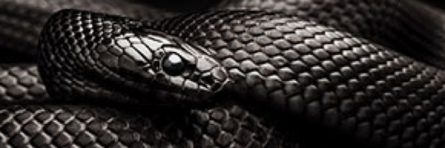 Cover image for post The Interview, by DMMosley