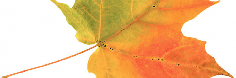 Cover image for post Perfection, by Blueworld