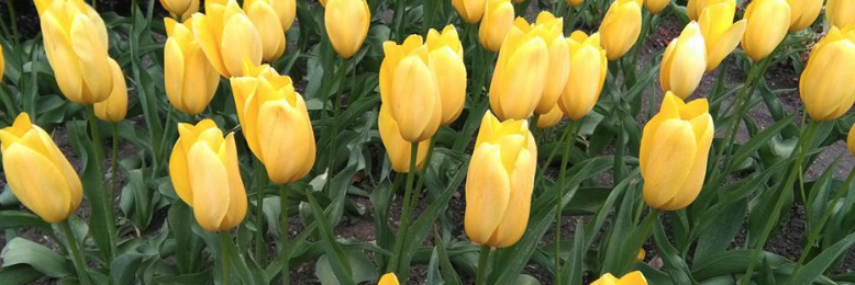 Cover image for post Death Brings Flowers, by saagarosti