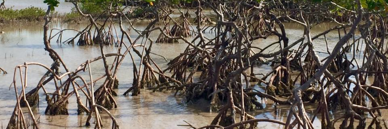 Cover image for post Entangled Roots, by sandflea68