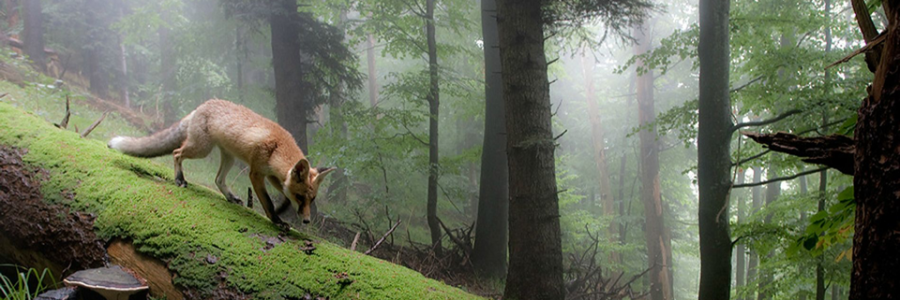 Cover image for post No not the Fog!, by Vyxyn