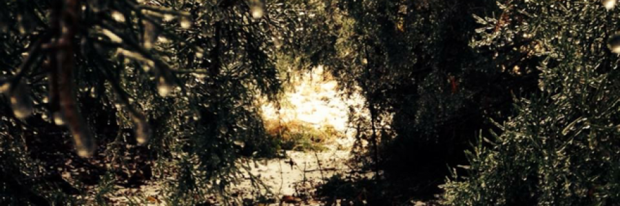 Cover image for post Why She Cries, by AmandaCary