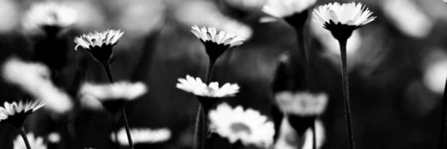 Cover image for post The Sad Truth of a Flower, by Lizzien12