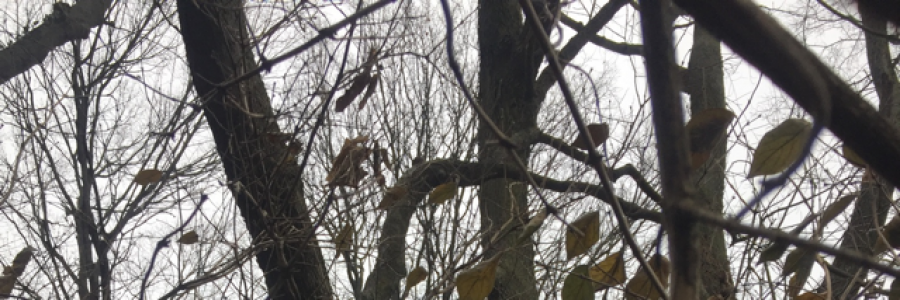 Cover image for post On The Corner of Disaster and Dead End, by DrkBluMountains